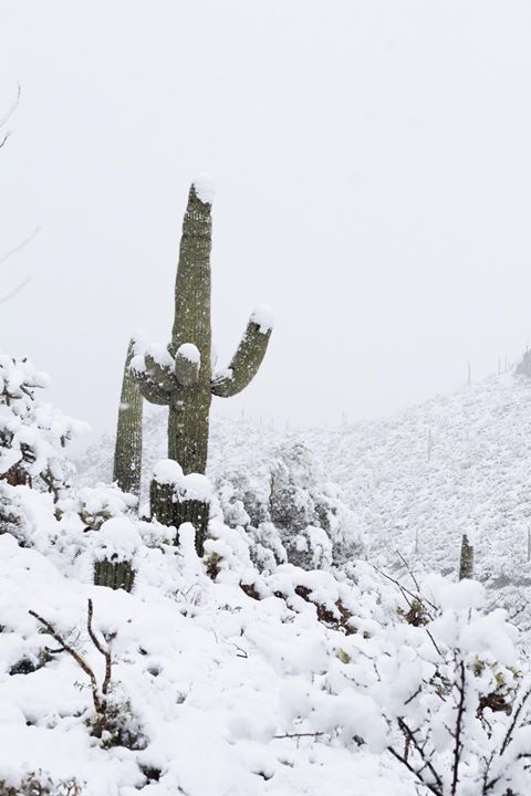 Snow in Tucson